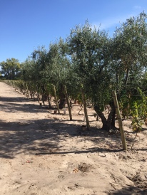 Zuccardi are producing some of the best olive oil, i've ever had!