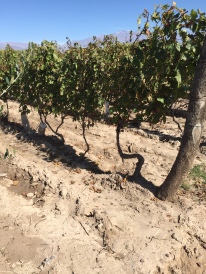 Bodega Teho (Alejandro Sejanovich & Jeff Mausbach), old vine field blend
