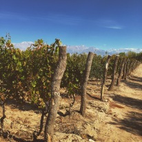 Bodega Teho (Alejandro Sejanovich & Jeff Mausbach), old vine field blend